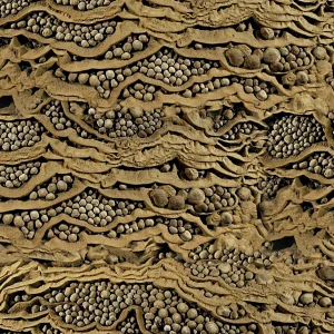 Sedimentary