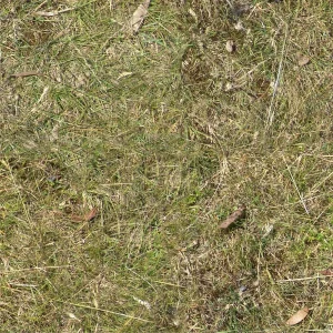 Grass 30