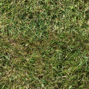Grass 31