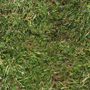 Grass 32