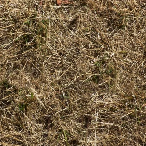 Grass 33