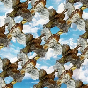 Quail Covey 24