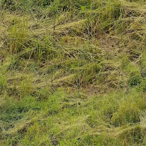 Live Straw Grass