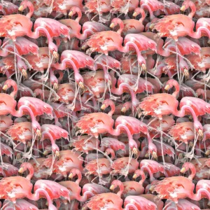 Pat of Flamingos