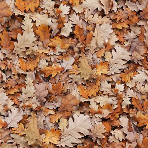 Autumn Leaves 27 Autumn Leaves 27
