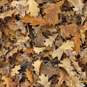 Autumn Leaves 28
