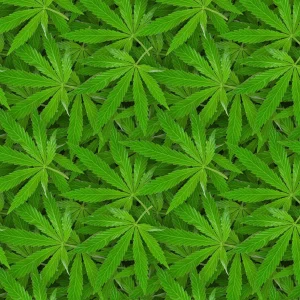 KushOMatic 24
