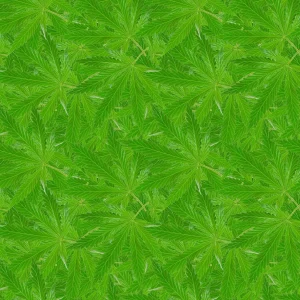 KushOMatic 25