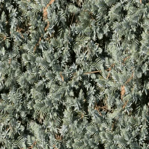 Ground Juniper
