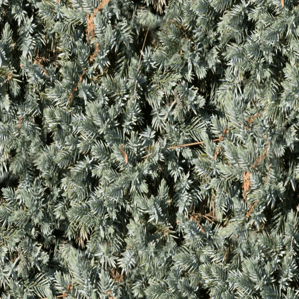 Ground Juniper
