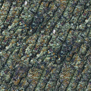 True North Mossy Oak