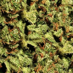 Bud 25 Camouflage