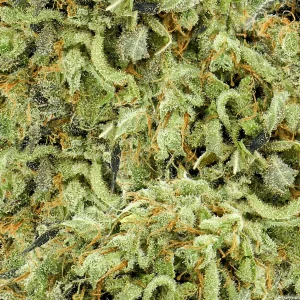 Bud 27 Camouflage
