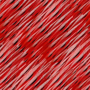 Muscle Cells 22