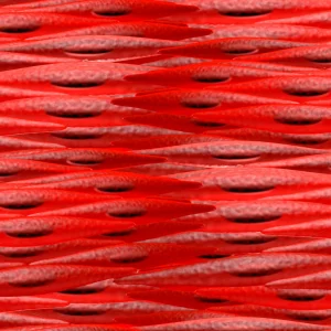 Muscle Cells 24
