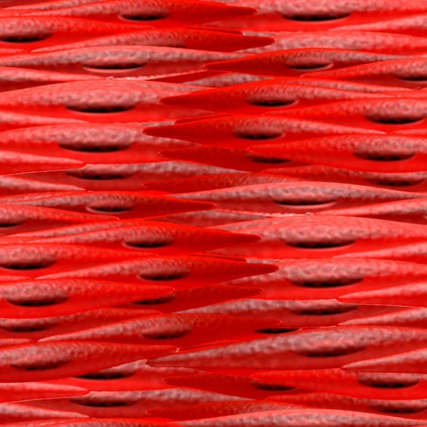 Muscle Cells 24