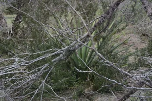 Mimichrist Yucca Camouflage