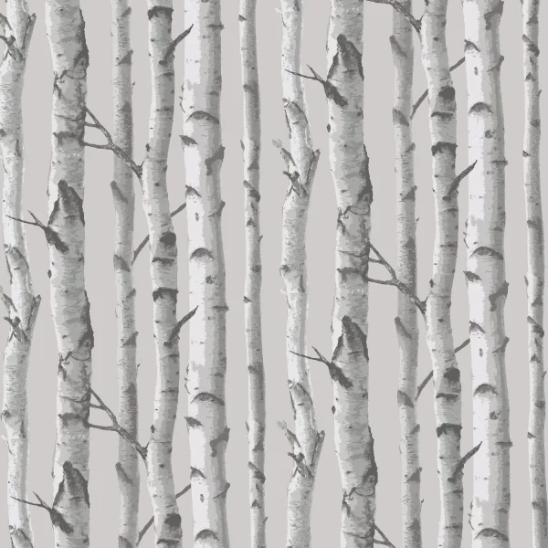 Birch Trees 77