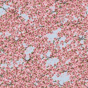 Cherry Blossoms 35