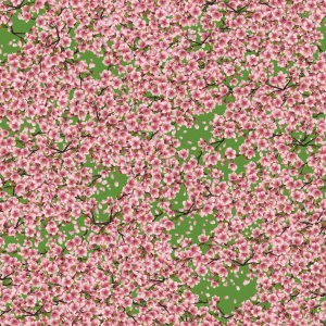 Cherry Blossoms 36