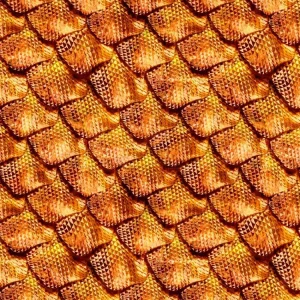 Dragon Scales 22