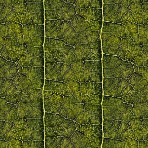 Leaf Blood