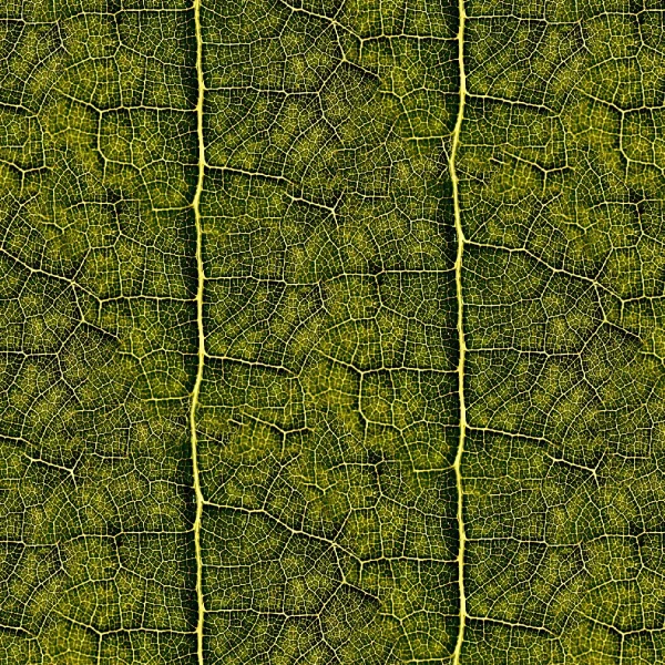 Leaf Blood