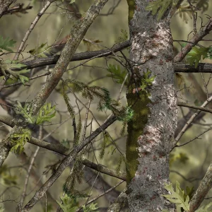 Solognac Green Camouflage