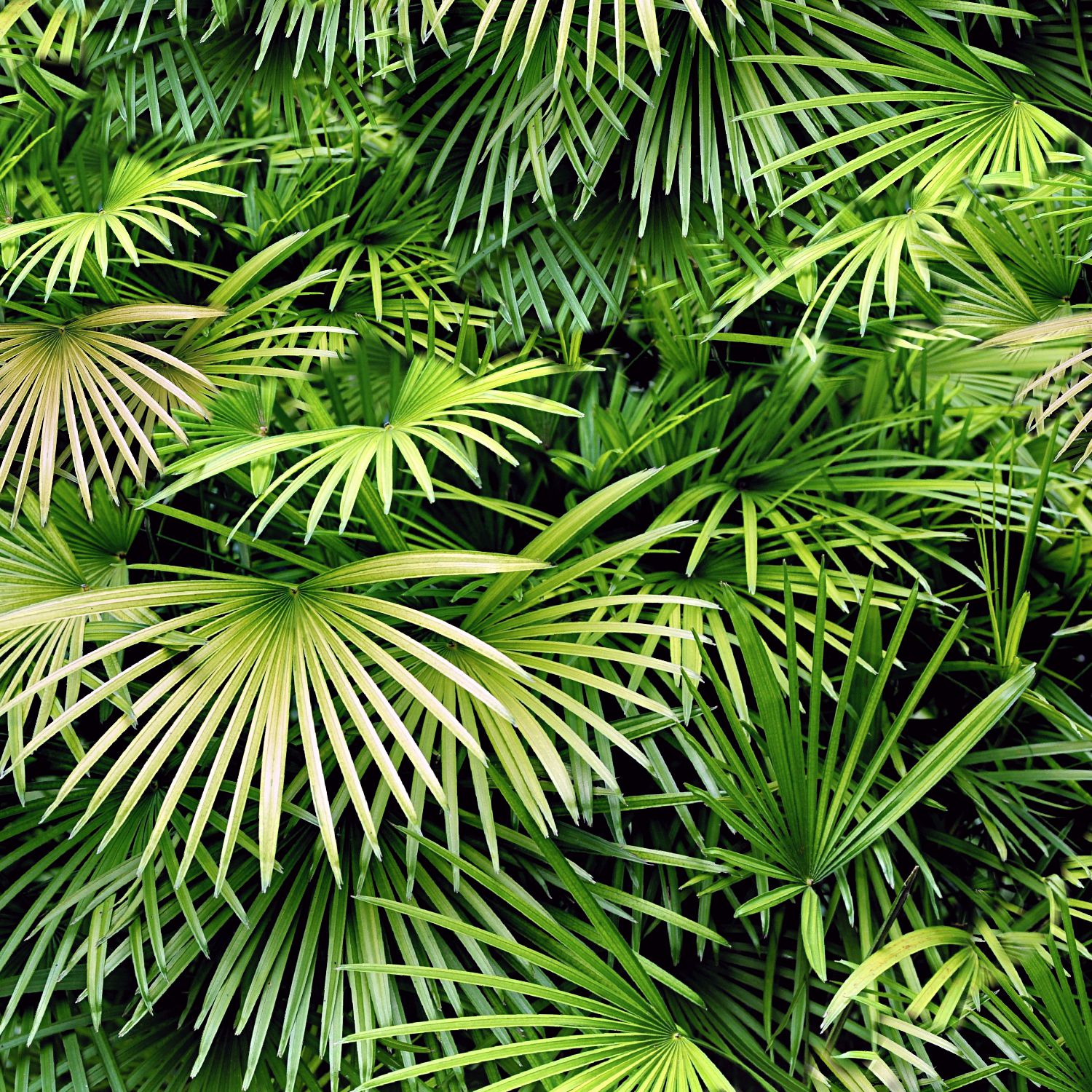 Florida Palmetto 22 Camouflage Florida Palmetto 22 Camouflage