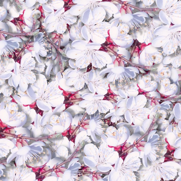 Apricot Blossoms Apricot Blossoms