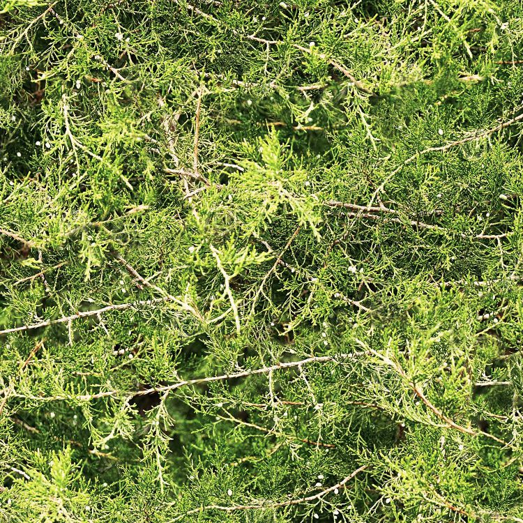 Cedar Branches 23 Camouflage Cedar Branches 23 Camouflage