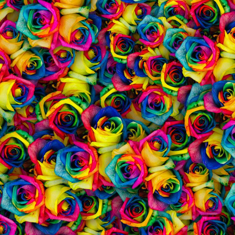 Dyed Roses 22 Dyed Roses 22