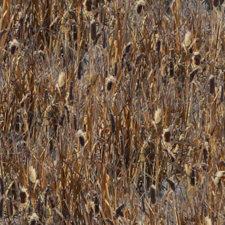 Late Season Cattails Late Season Cattails