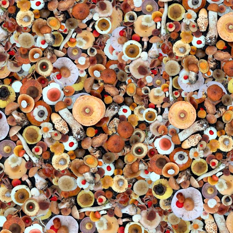Mushroom Fungi Mushroom Fungi