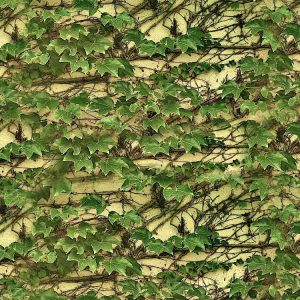 Climbing Ivy on Wall Climbing-Ivy-on-Wall-thumb