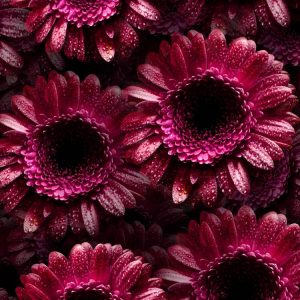 Dark Pink Gerbera Flowers Dark-Pink-Gerbera-Flowers-thumb