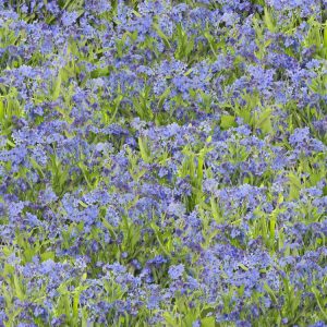 Field of Forget Me Not Flowers Field-of-Forget-Me-Not-Flowers-thumb