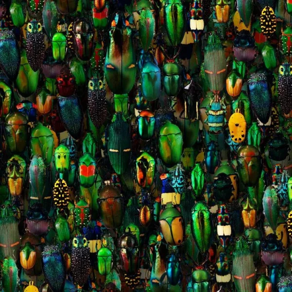 Iridescent Beetles 22 thumb