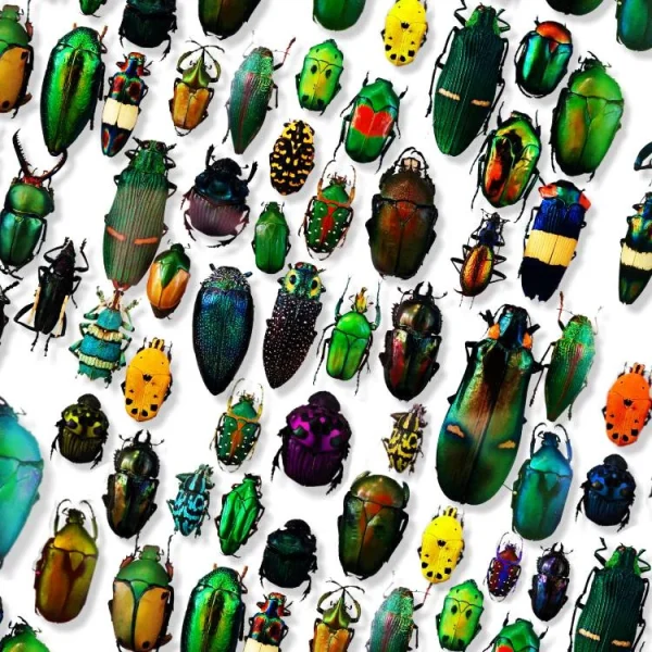Iridescent Beetles 23 thumb