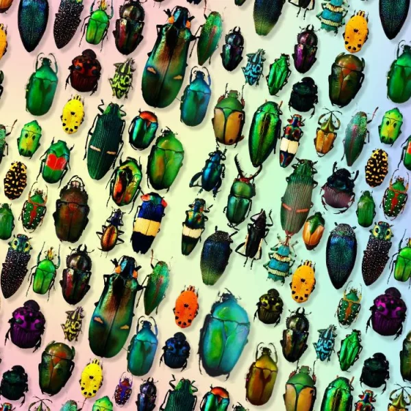 Iridescent Beetles 24 thumb