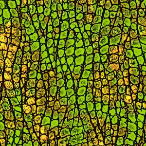 Reptile Skin 25 Reptile-Skin-25-thumb