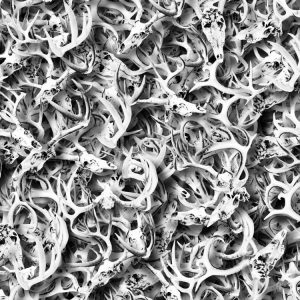 Deer Skulls 33 Deer-Skulls-33-thumb