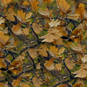 Fall Foliage Fall-Foliage-Camo-thumb
