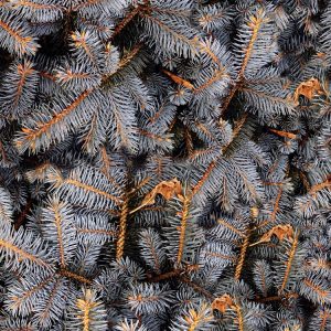 Gray Fir Tree Branches Gray Fir Tree Branches