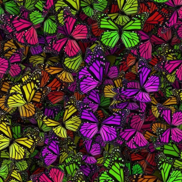 Monarch Butterflies 23
