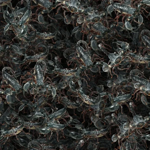 A dense swarm of black scorpions piled together, their segmented bodies and pincers clearly visible. The scorpions are mottled with dark colors, blending into a chaotic, crowded mass.