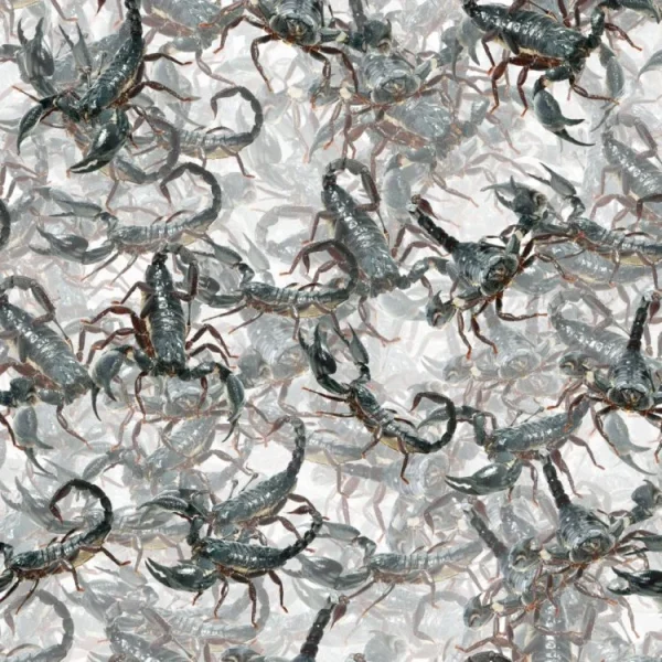 A large group of black and brown scorpions crowded together. They are on a neutral, light-colored surface. The scorpions' bodies and pincers are visible, creating a dense, overlapping pattern.