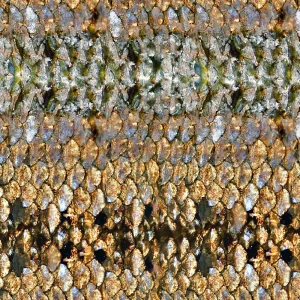 Old Fish Scales