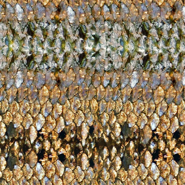 Old Fish Scales