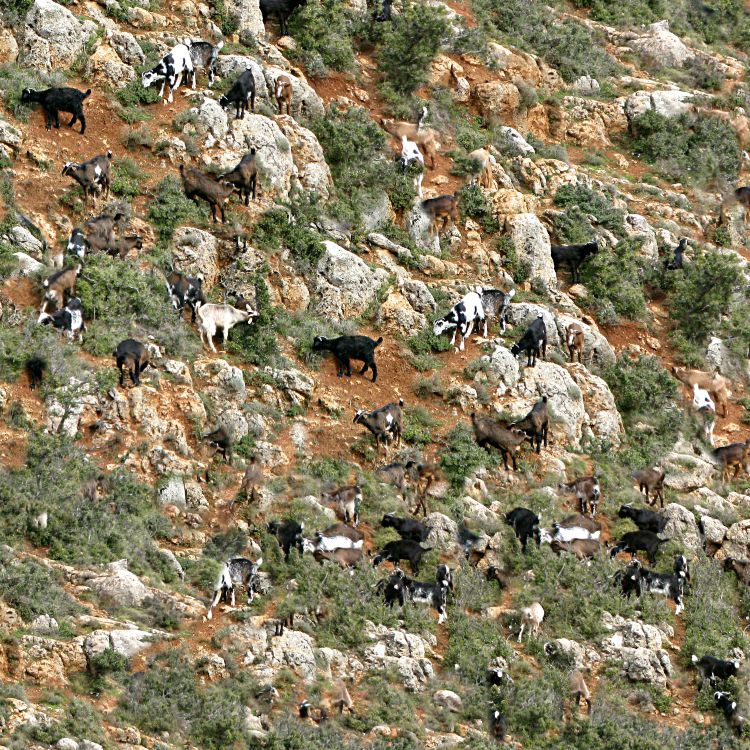 Mountain Goat Camouflage – Pattern Crew